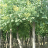 批量供應(yīng)各種規(guī)格黃山欒樹(shù) 高品質(zhì)綠化環(huán)境黃山欒樹(shù)