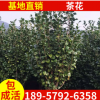 浙江綠化苗木茶花樹(shù) 獨(dú)桿茶花樹(shù)型易成活茶花樹(shù)價(jià)格優(yōu)惠規(guī)格齊全