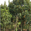 批發工程綠化苗木 庭院植物玉蘭苗 廣玉蘭苗 規格齊全 量大優惠