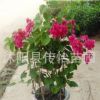紅花三角梅盆栽地栽庭院攀援花卉綠植 重瓣大苗批發(fā)三角梅樹苗