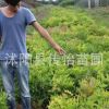 苗圃直銷紫藤苗 綠化工程苗 庭院攀爬植物