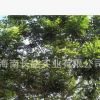 海南熱帶綠化苗木——黃花梨