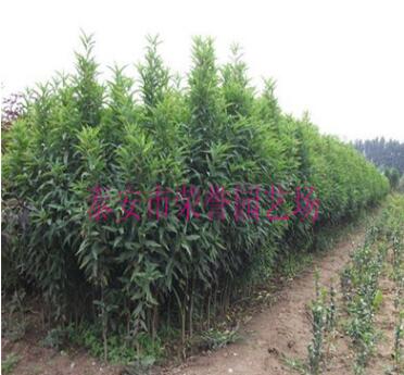 紅葉碧桃嫁接方法 供應(yīng)1-5公分紅葉碧桃 供應(yīng)紅葉碧桃