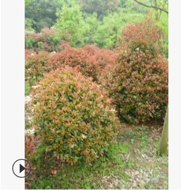 直銷 批發苗木 園林工程造型綠化苗木庭院常綠喬木