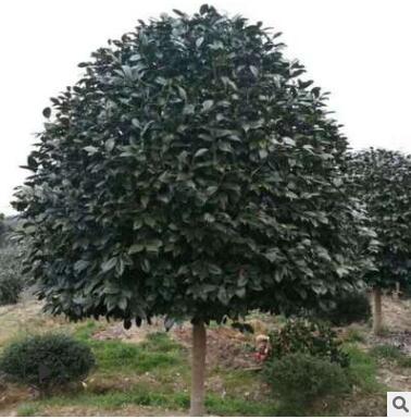 基地直銷桂花樹苗花卉客廳陽臺觀花植物室內綠植苗木盆栽