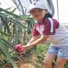 山東紅心火龍果苗種植方法哪里有 火龍果苗種植技術裕農免費提供