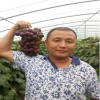 基地直銷易管理葡萄苗 質優價廉抗病性強高質量葡萄苗 價格合理