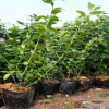 藍(lán)莓苗的種植方法PH值的范圍 裕農(nóng)20年專業(yè)培育適應(yīng)南北方藍(lán)莓苗