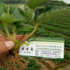 山東裕農(nóng)供應(yīng)紅顏草莓 甜寶草莓 結(jié)果早 根系發(fā)達(dá) 贈送生根劑