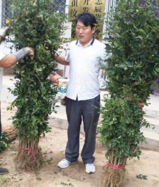 花椒苗基地大量供應(yīng) 冬季如何購買花椒苗 大紅袍花椒苗成活高