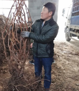 20年基地育苗經驗 巨玫瑰葡萄苗 陽光玫瑰葡萄苗 保護根系發(fā)貨