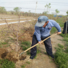 常年供應1~15公分棗樹苗 免費提供種植技術 冬棗樹苗種植與管理