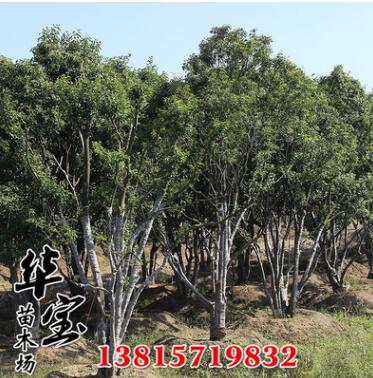 多桿大葉女貞批發 基地供應叢生大葉女貞