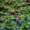 睡蓮 子午蓮、水芹花、瑞蓮、水洋花、小蓮花水生植物批發