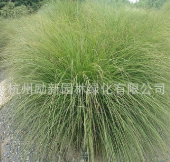 花葉芒 水生植物 細(xì)葉芒 水培人工植物 大量批發(fā)