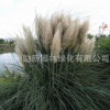 大量批發水生植物 蒲葦 水體綠化 黃菖蒲 基地直銷 水生花卉