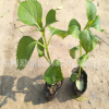 八仙花 無盡夏 繡球花盆栽 毛球 規格齊全 量大從優 綠化工程