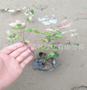 基地直銷 花葉絡石 盆栽 毛球 規格齊全 批發供應 六道木