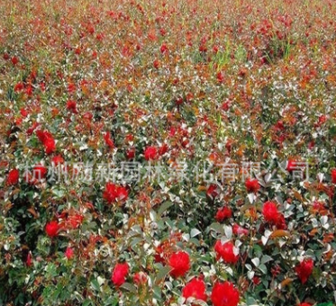 基地直銷 紅帽子月季 大花月季 品種齊全 規格齊全 盆栽