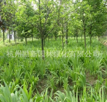 鳶尾 、細徑針茅、 黃花 紅花 水生植物基地直銷批發