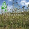 大量供應1-20CM銀杏樹白果樹喬木風景樹 基地直銷可放心