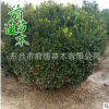 廠家直銷 大葉黃楊球 批發 北方綠化苗木 耐寒苗木 灌木
