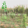 紫薇 批發紅花紫薇 紫薇樹 庭院綠化植物 高桿紫薇 規格齊全