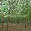 批發喬木 意楊 綠化工程用廠家直銷 意楊苗木 道路綠化苗木