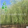 垂柳 基地直銷 垂柳綠化環境風景樹 園藝園林 品種齊全柳樹小苗
