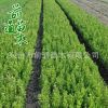 小葉黃楊 批發綠化工程苗木 常綠灌木植物樹 四季常青