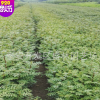 花椒樹(shù)批發(fā) 現(xiàn)貨出售大紅袍花椒樹(shù) 熱銷高產(chǎn)量花椒樹(shù) 成活率高