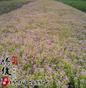 基地直銷繡線菊花苗 市政園林植物 綠化苗木 量大從優(yōu)