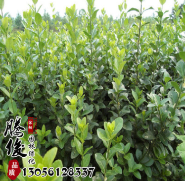 基地銷售爬藤植物衛(wèi)矛 小葉扶芳藤苗 扶芳藤小苗 優(yōu)質(zhì) 量大從優(yōu)