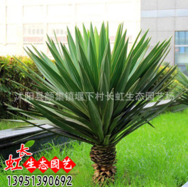 劍麻 鳳尾蘭 劍麻苗價格 鳳尾蘭種植基地 絲蘭 量大優(yōu)惠規(guī)格齊全