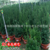 苗木特價基地直銷 南方紅豆杉 紅豆杉樹苗 紅豆杉小苗現貨批發