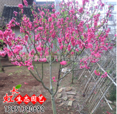 優質碧桃樹 紫葉碧桃 紫葉桃 大量現貨 花卉綠化苗木 基地直供