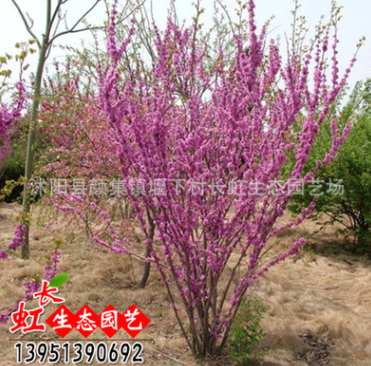 批發供應優質綠化苗木 紫荊花 叢生紫荊 風景樹苗 綠化工程直銷