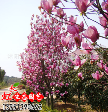 直銷批發玉蘭樹苗 玉蘭小苗 紫 白 黃 綠化苗木 基地自產自銷