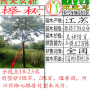 苗圃出圃櫸樹紅櫸樹白櫸樹2 3 5 8 10 12 15 18 20公分規(guī)格櫸樹