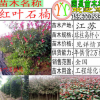 高桿紅葉石楠紅葉石楠苗紅葉石楠柱紅葉石楠樹工程綠化苗紅葉石楠