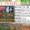 綠化苗櫻花樹苗晚櫻早櫻花嫁接苗日本櫻花苗工程苗綠化苗木櫻花