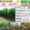 垂柳樹苗垂柳苗10公分12公分15公分垂柳行道林蔭樹綠化工程苗垂柳