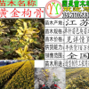 黃金枸骨苗黃金枸骨球綠籬綠化色塊苗木工程綠化苗黃金枸骨