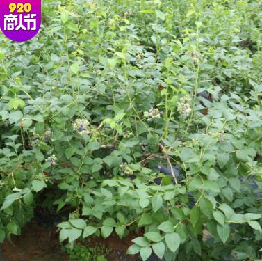 當年結果藍豐藍莓苗 盆栽地栽果樹苗