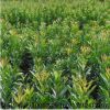 烏梅 烏梅樹 基地批發各種規格綠化植物 苗木基地