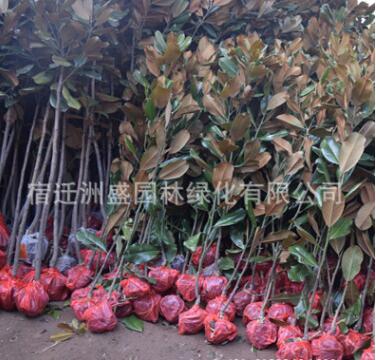 基地直銷工程綠化苗木 廣玉蘭小苗 規(guī)格全 行道樹綠化 廣玉蘭樹苗