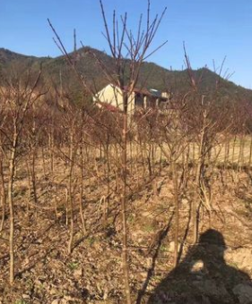 供應(yīng)2公分中國(guó)紅楓苗木 苗圃擴(kuò)建專用苗