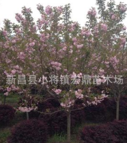 批發(fā) 櫻花 櫻花樹 櫻花苗 風(fēng)景樹種類 綠化樹苗 園林景觀8cm