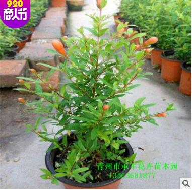 石榴苗 山東青州大量供應(yīng)優(yōu)質(zhì)石榴苗 園林 綠化工程