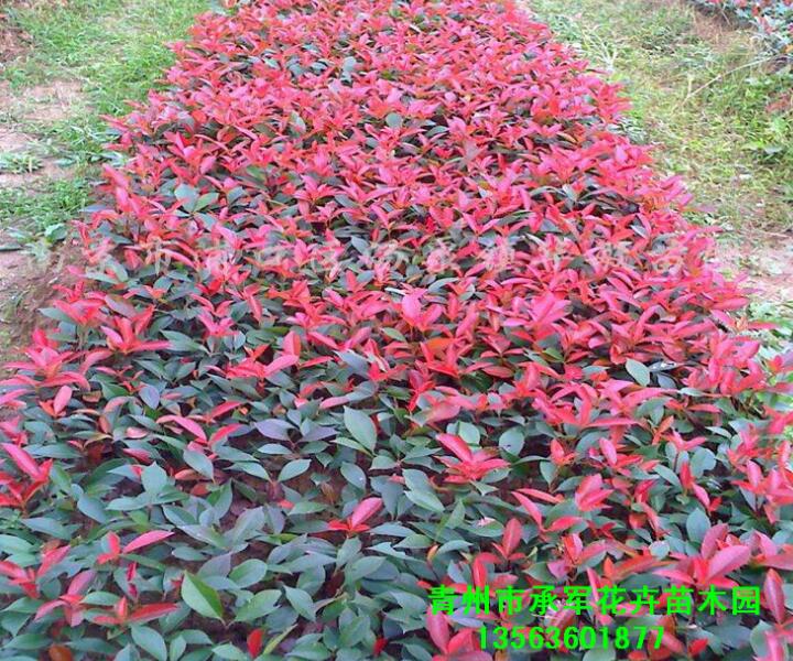 紅葉石楠苗 山東青州花卉大量供應(yīng)石楠 公園綠籬